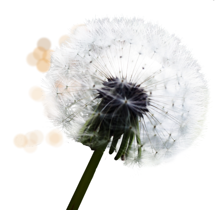 Yvonne Schultheiß Coaching München Pusteblume Löwenzahn