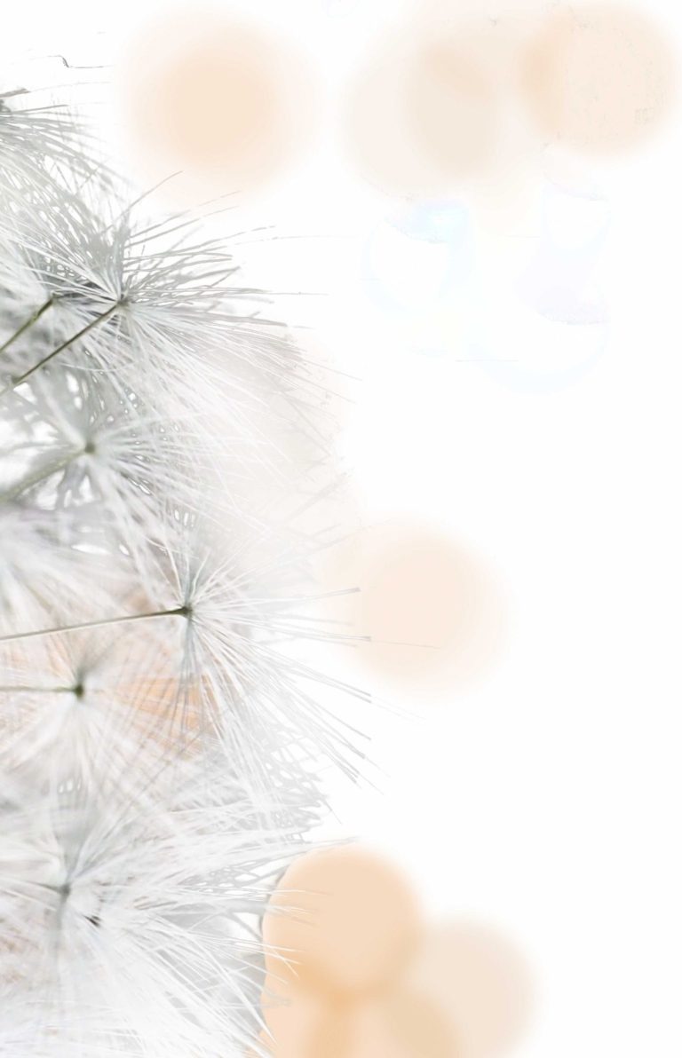 Yvonne Schultheiß Coaching München Pusteblume Löwenzahn